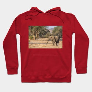 Namibia. Bushland. Elephant. Hoodie